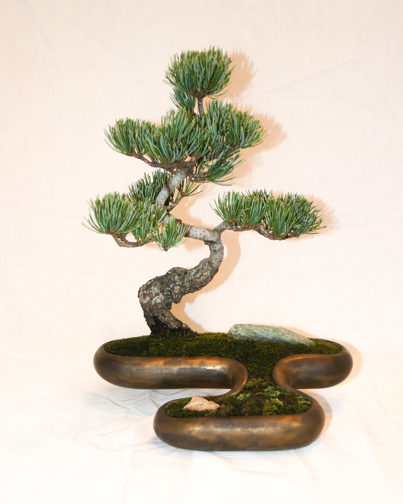 飛雲 + 盆栽 五葉松