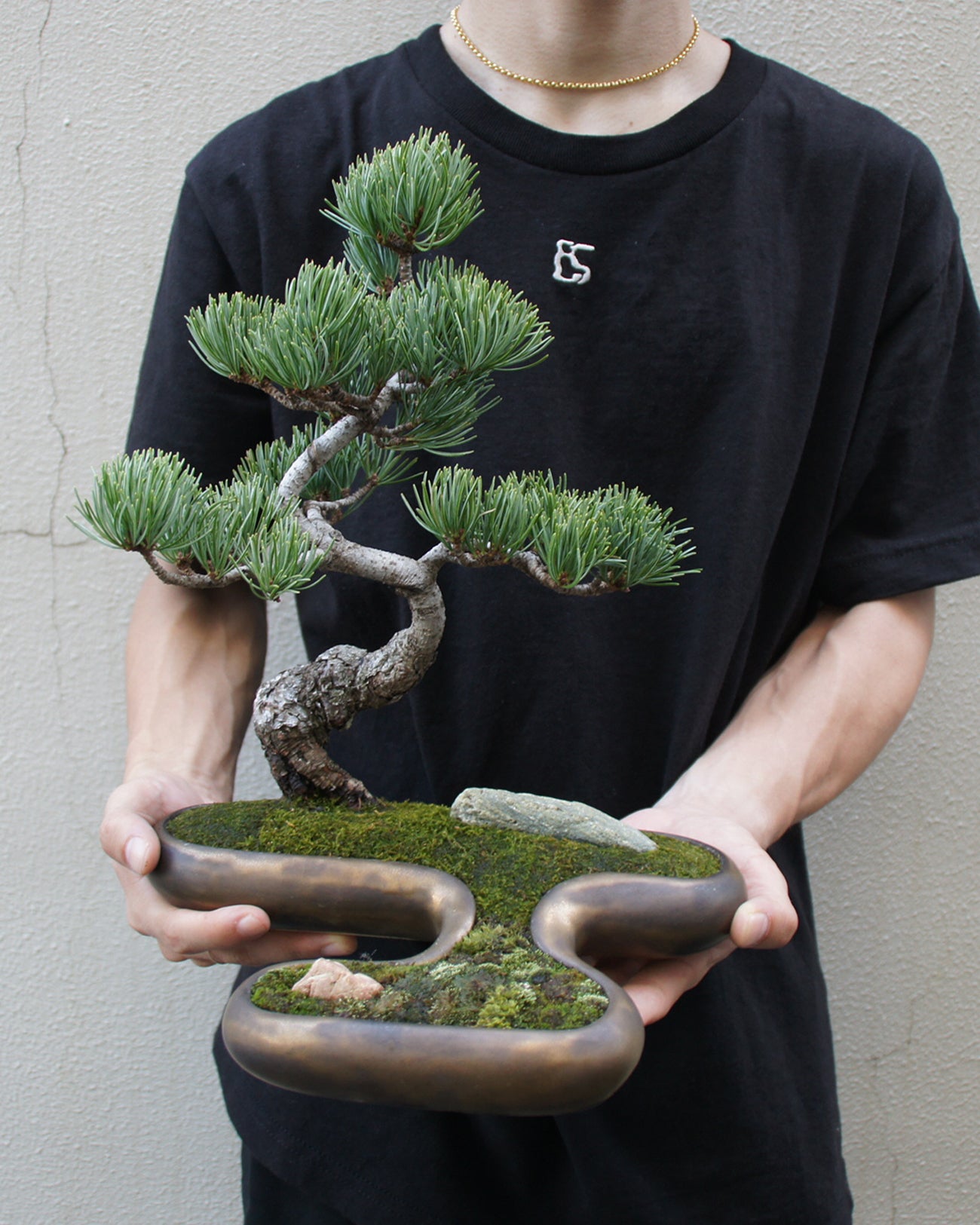 飛雲 + 盆栽 五葉松