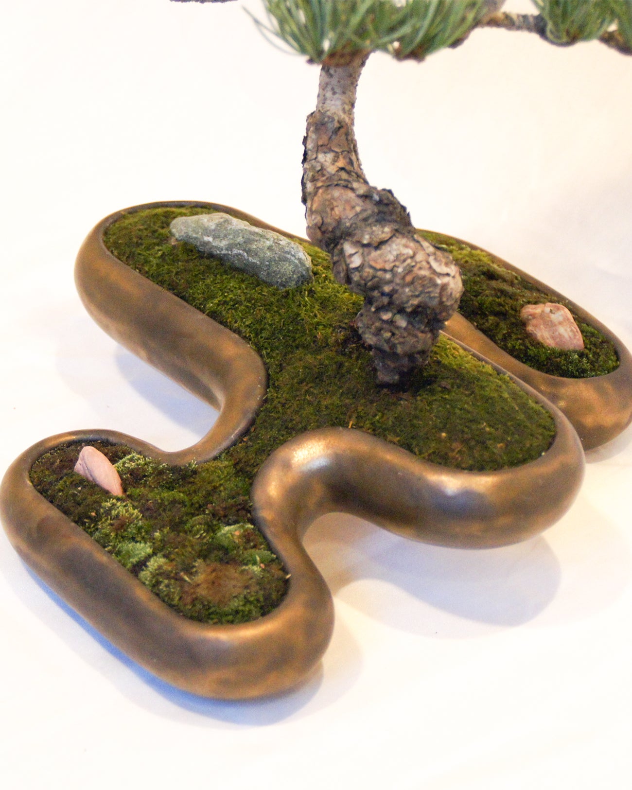 飛雲 + 盆栽 五葉松