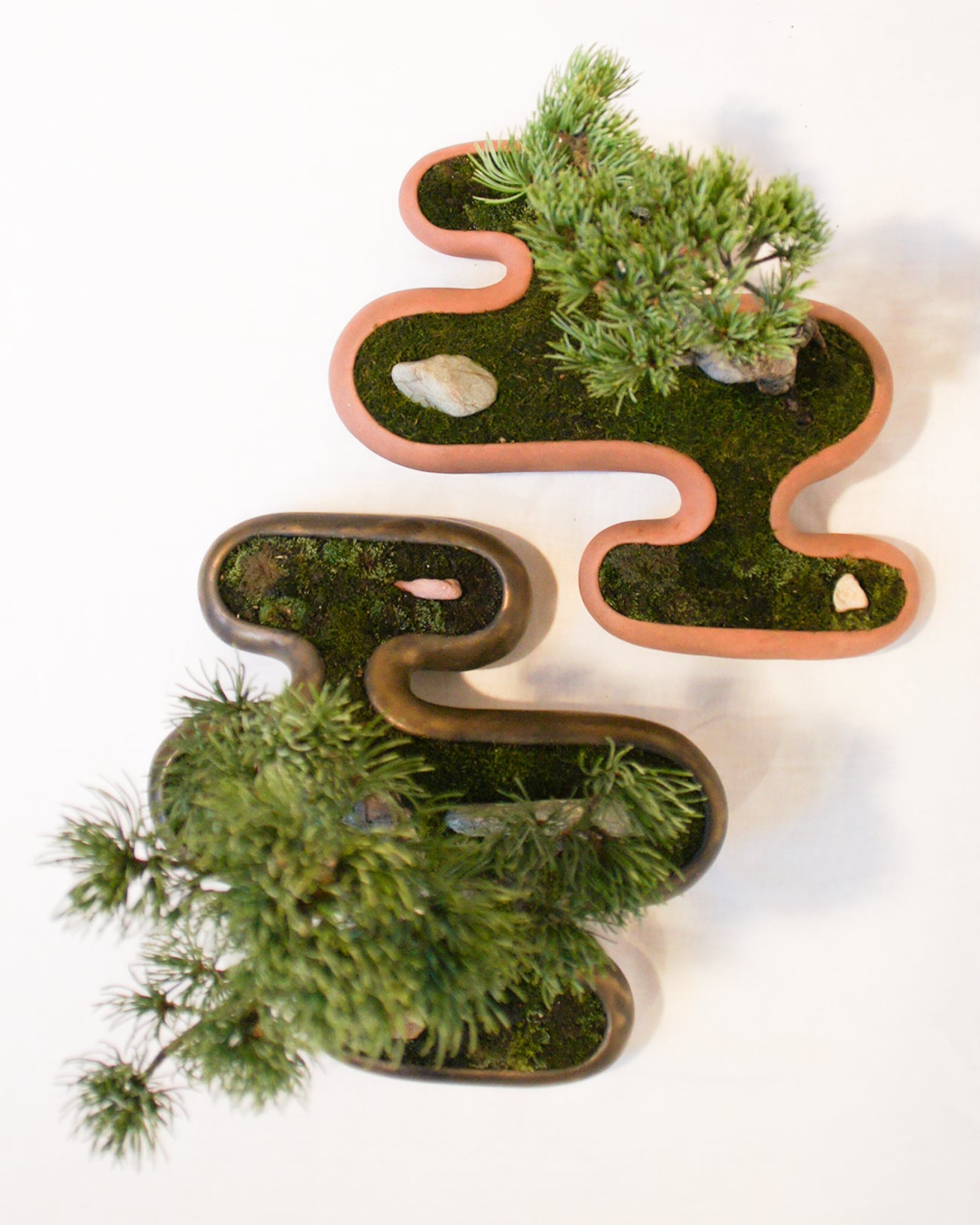 飛雲 + 盆栽 五葉松