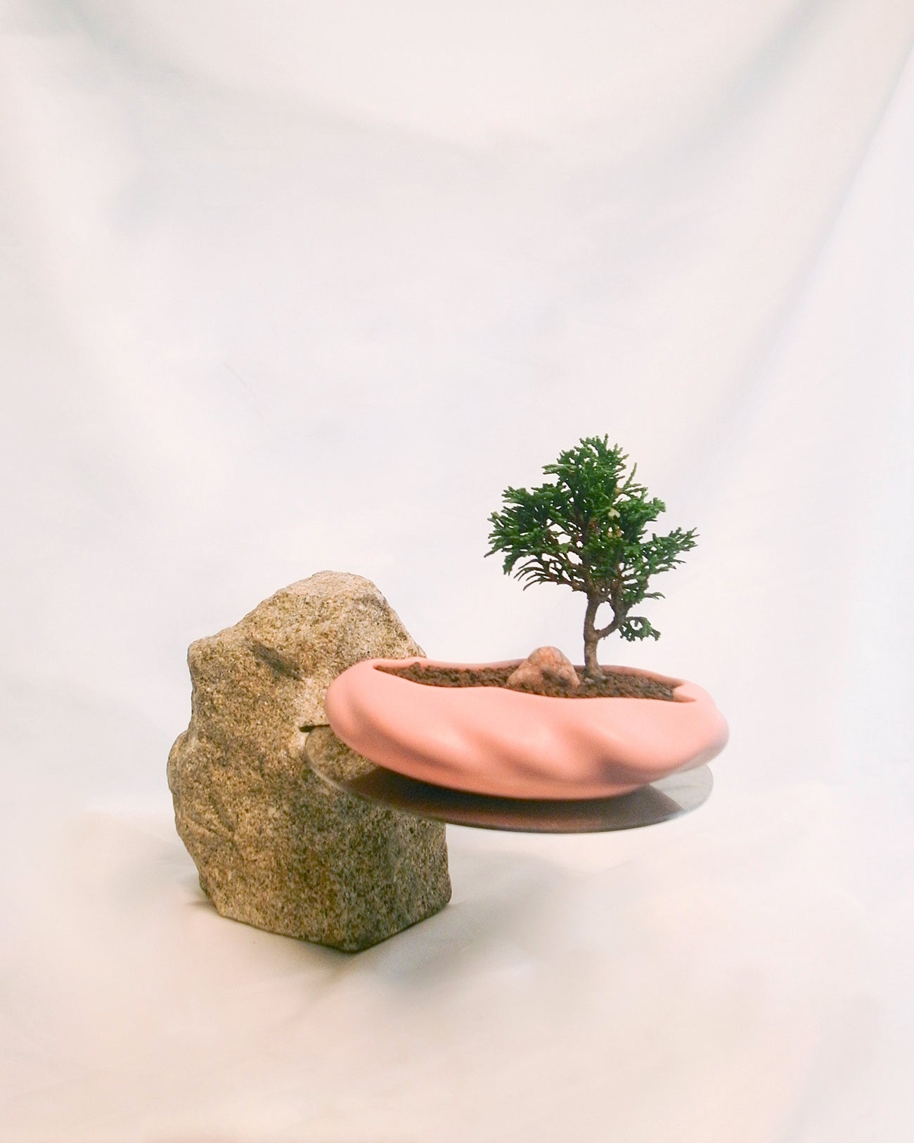 浮雲(春日) + 盆栽 津山桧