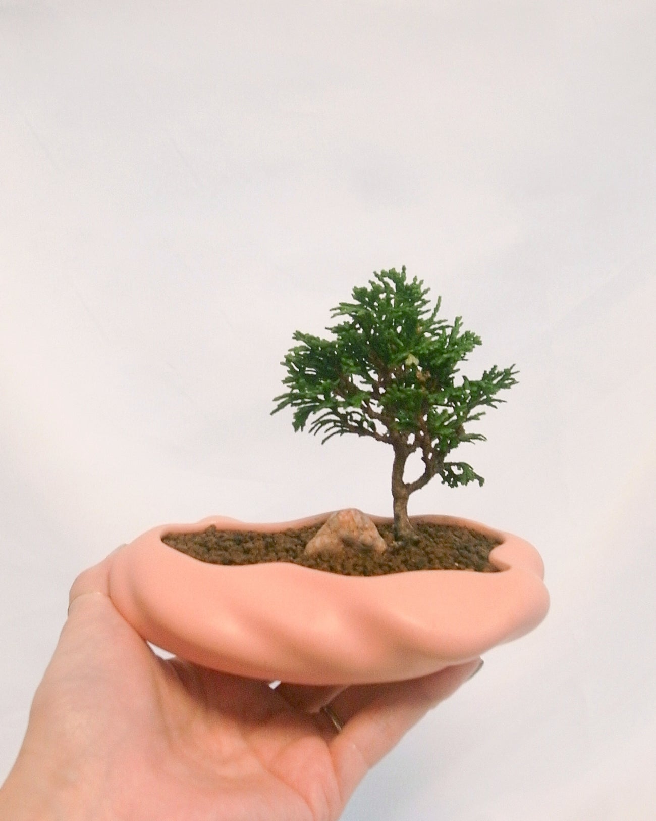 浮雲(春日) + 盆栽 津山桧