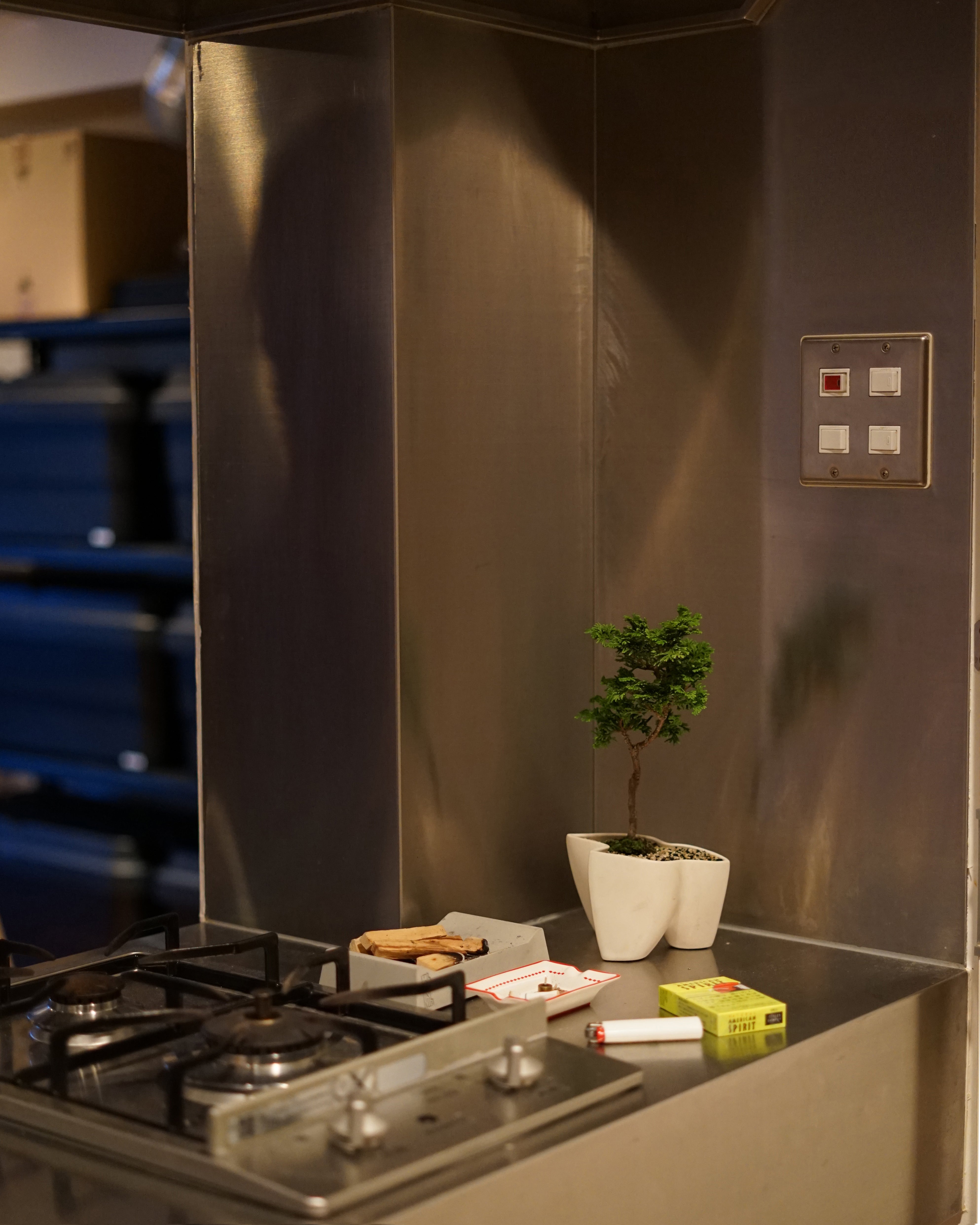 大地 + 盆栽 真柏