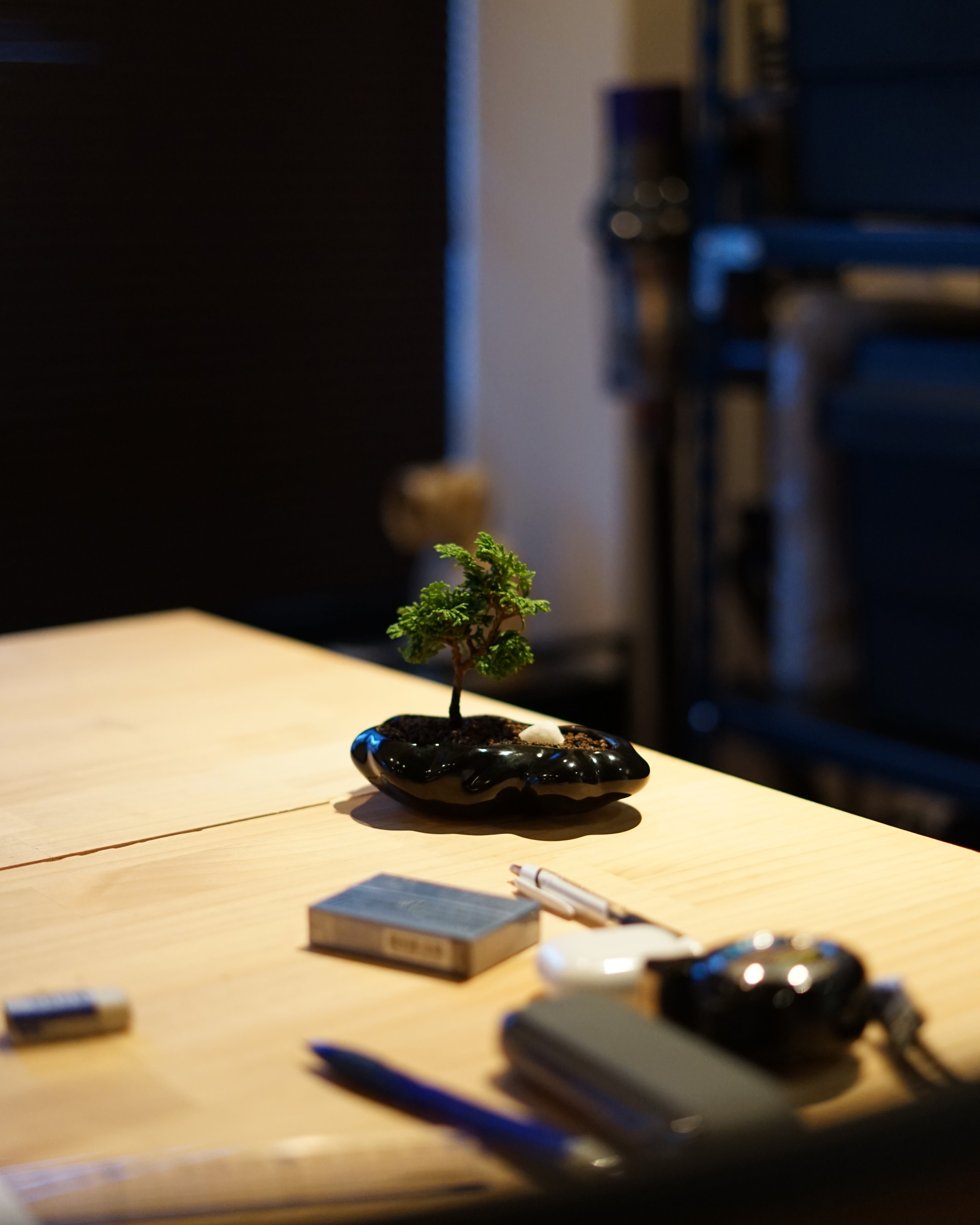 浮雲 + 盆栽 津山桧