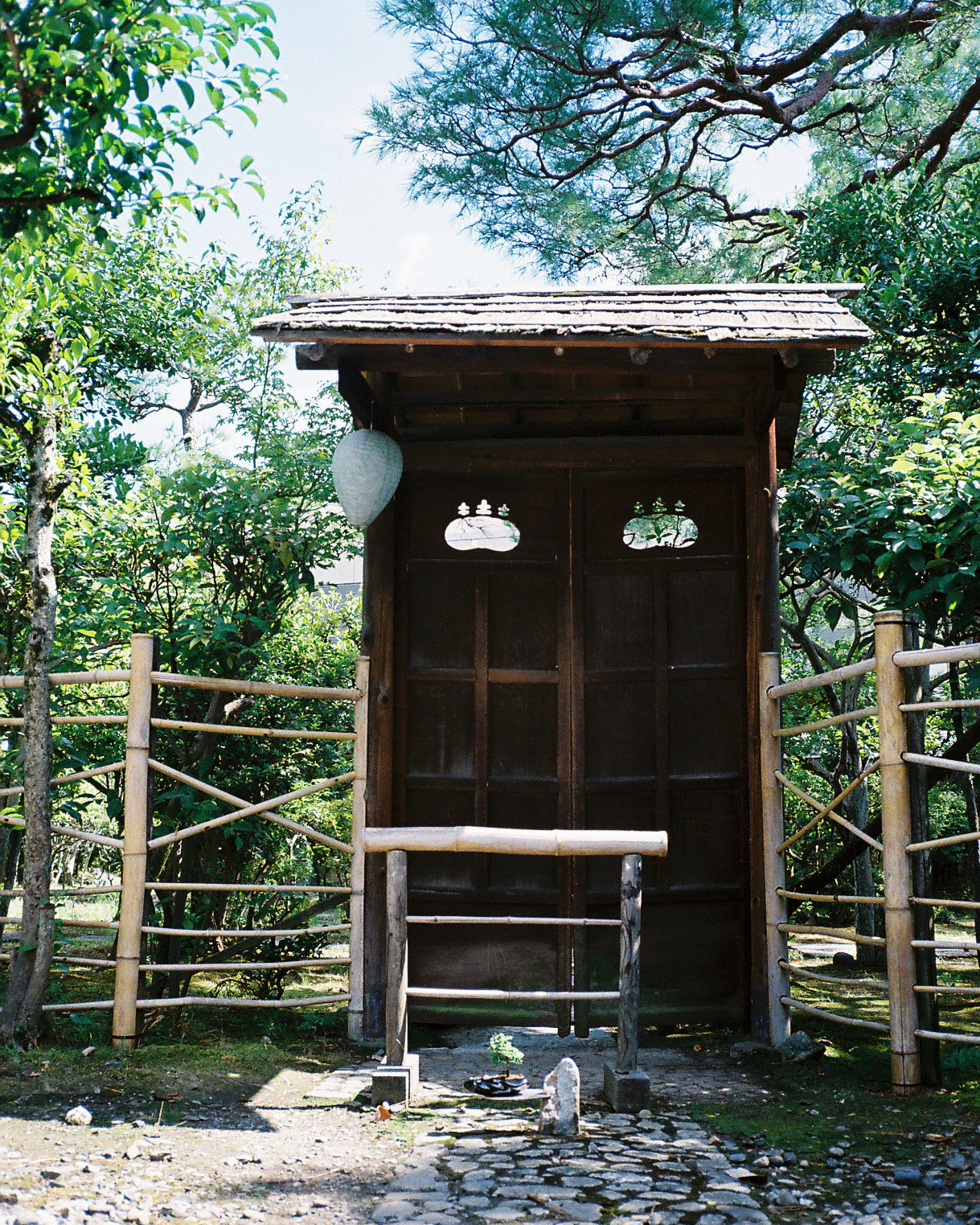 浮雲 + 盆栽 津山桧