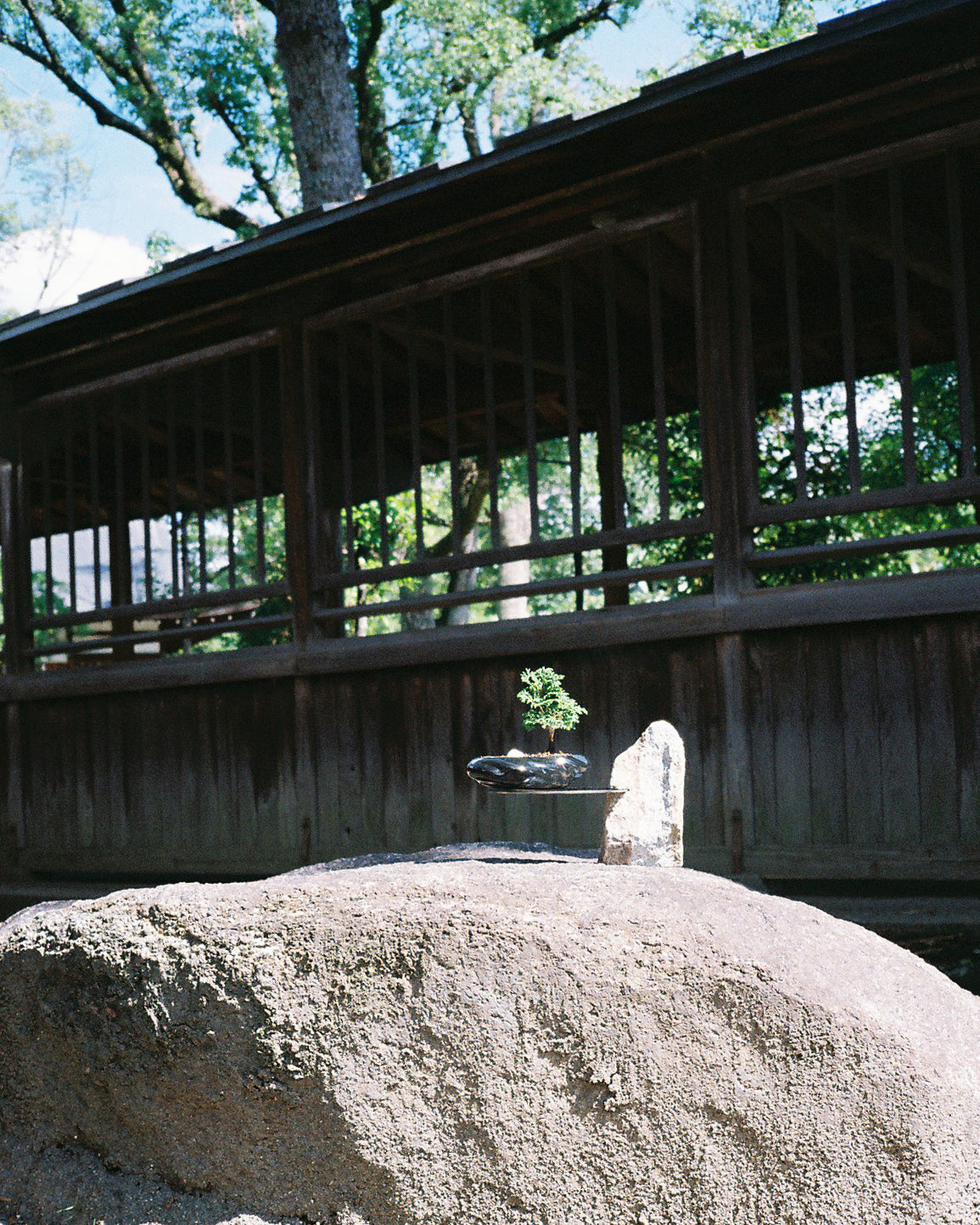 浮雲 + 盆栽 津山桧