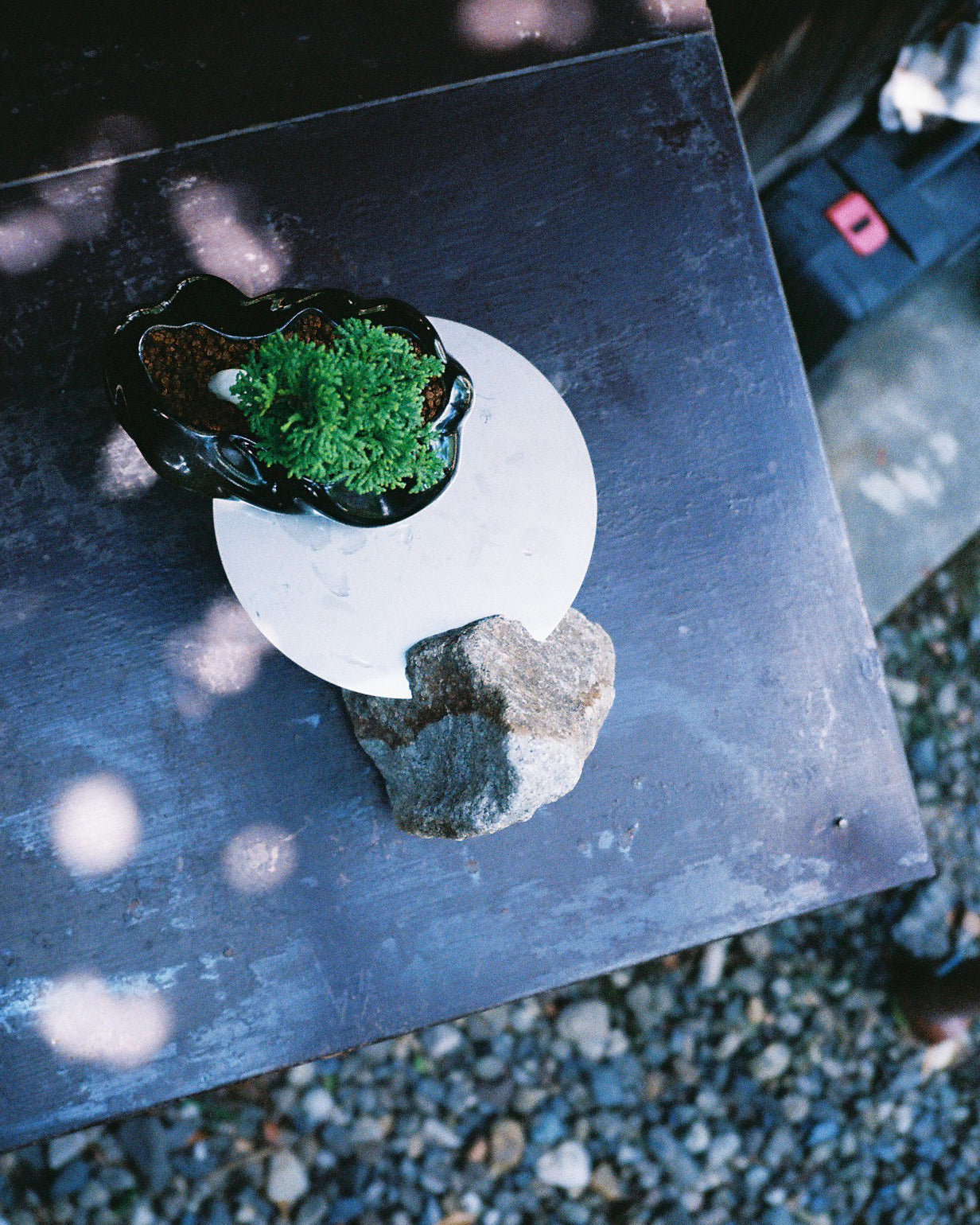 浮雲 + 盆栽 津山桧