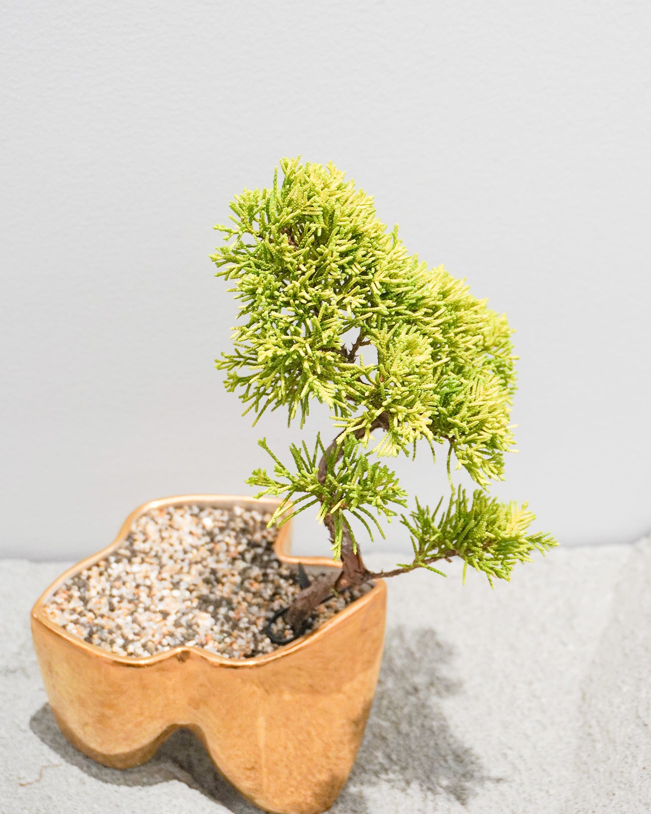 大地 (金/銀)+ 盆栽 黄金真柏