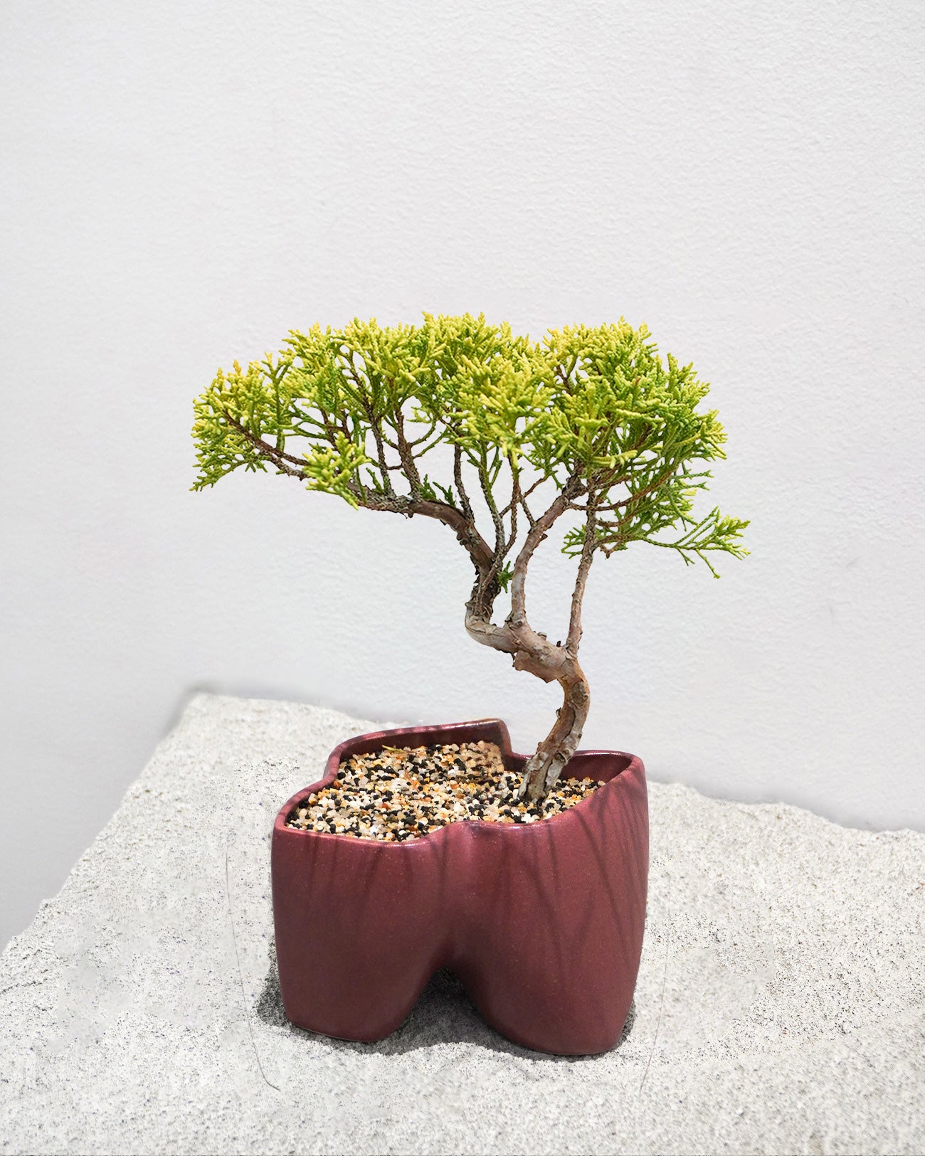 大地 + 盆栽 黄金真柏 – kokonbonsai