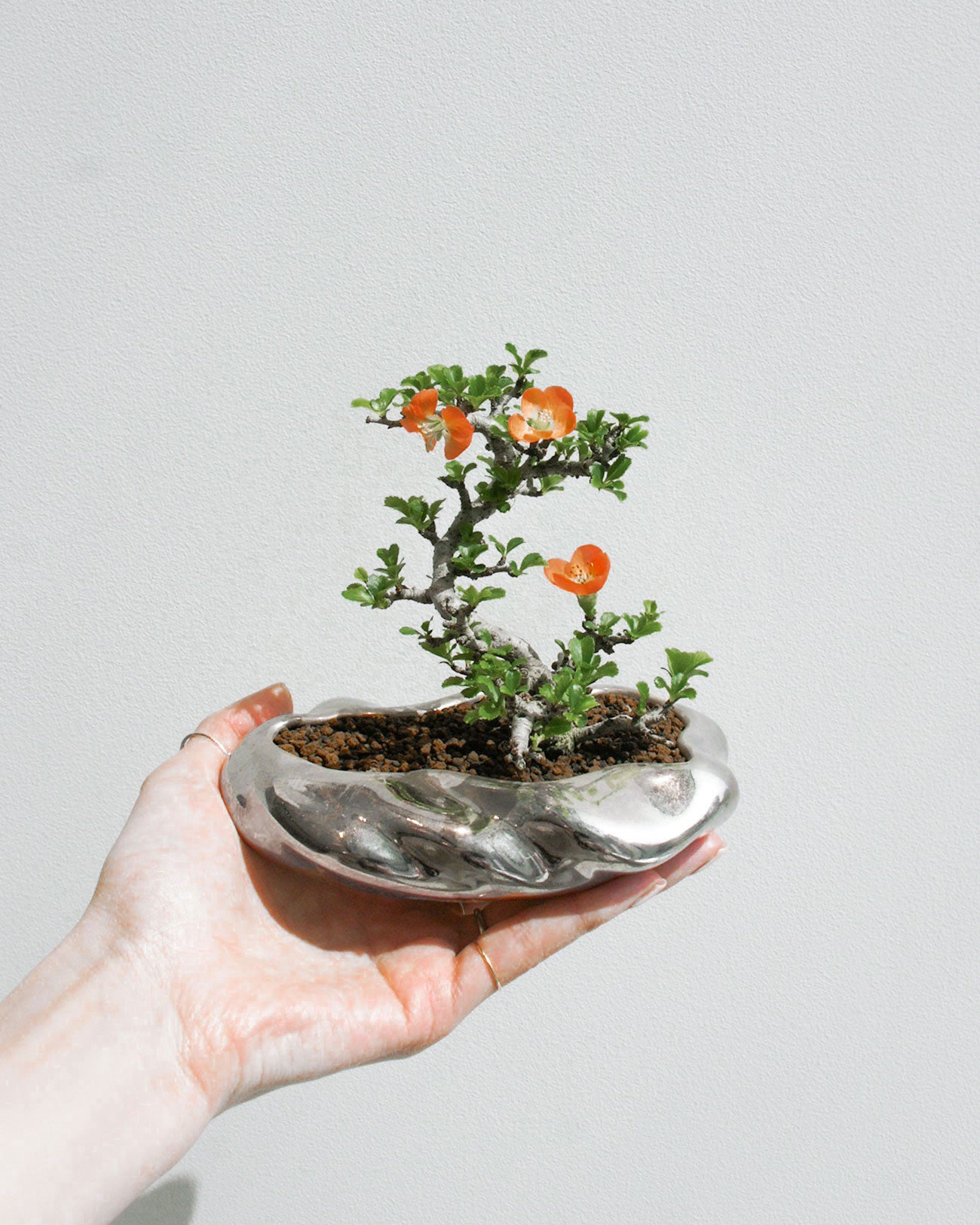 浮雲(金/銀)+ 盆栽 長寿梅