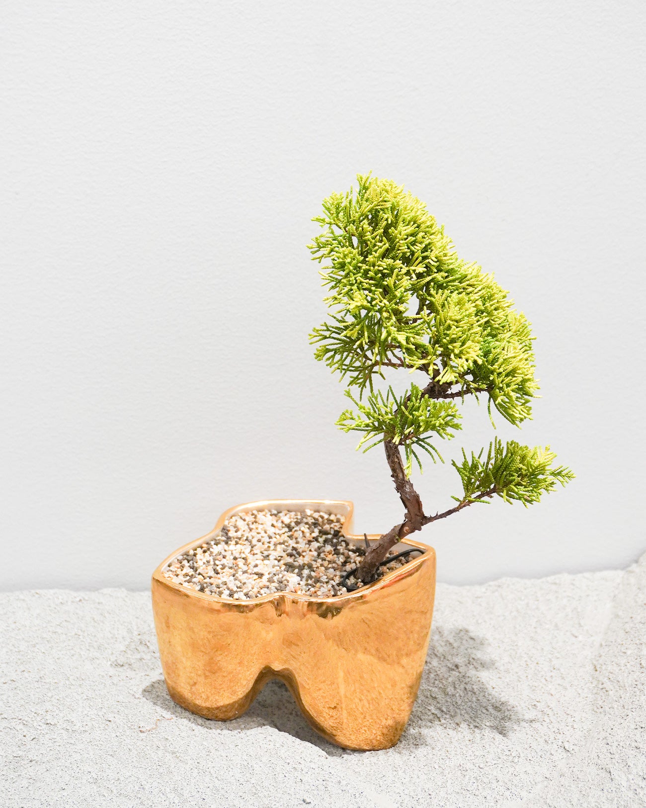 大地 (金/銀)+ 盆栽 黄金真柏