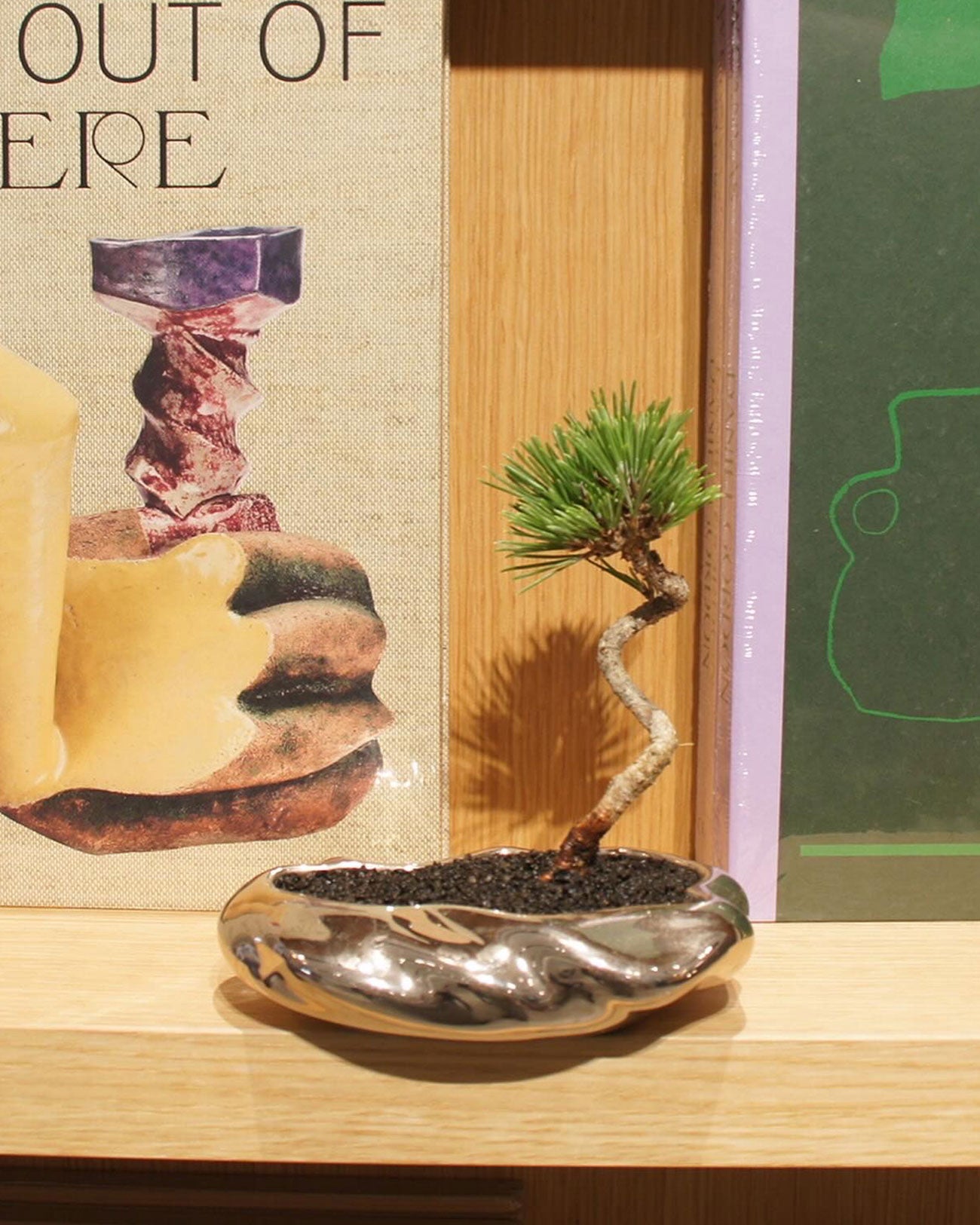 浮雲(金/銀)+ 盆栽 黒松