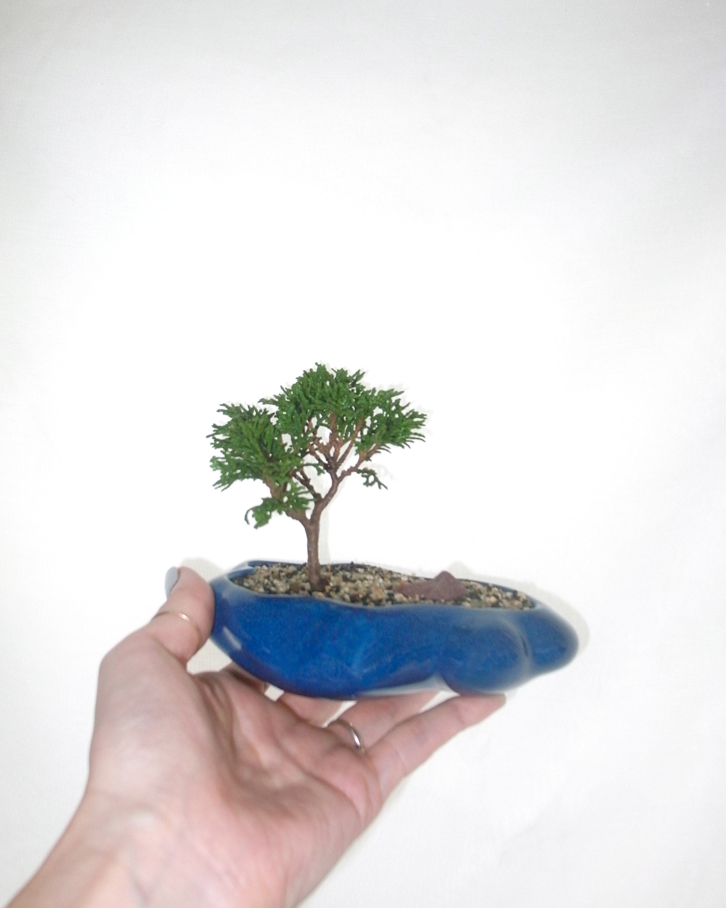 浮雲(静夜)+ 盆栽 津山桧