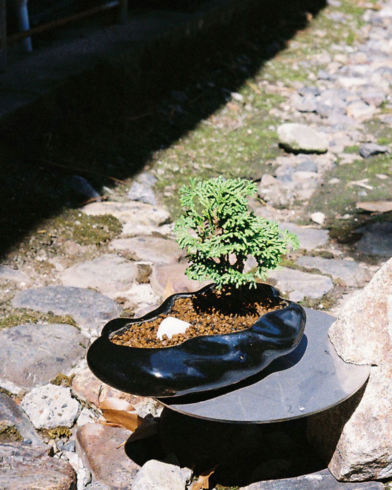 原画（額縁無し）】『ボンサイ様』（盆栽 苔 植物 五穀豊穣 お米
